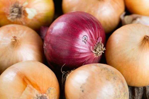 Кракен сайт телеграмм onion top