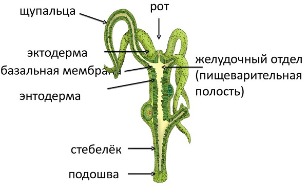 Kraken телеграмм kr2web in